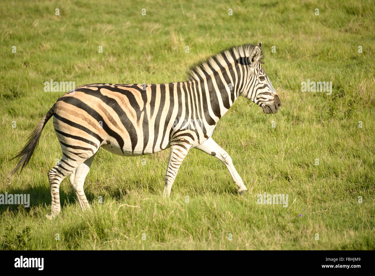 Zebra al mondo degli animali parco giochi, Emerald Resort & Casino, Vanderbijlpark, Emfuleni comune, Gauteng, Sud Africa Foto Stock