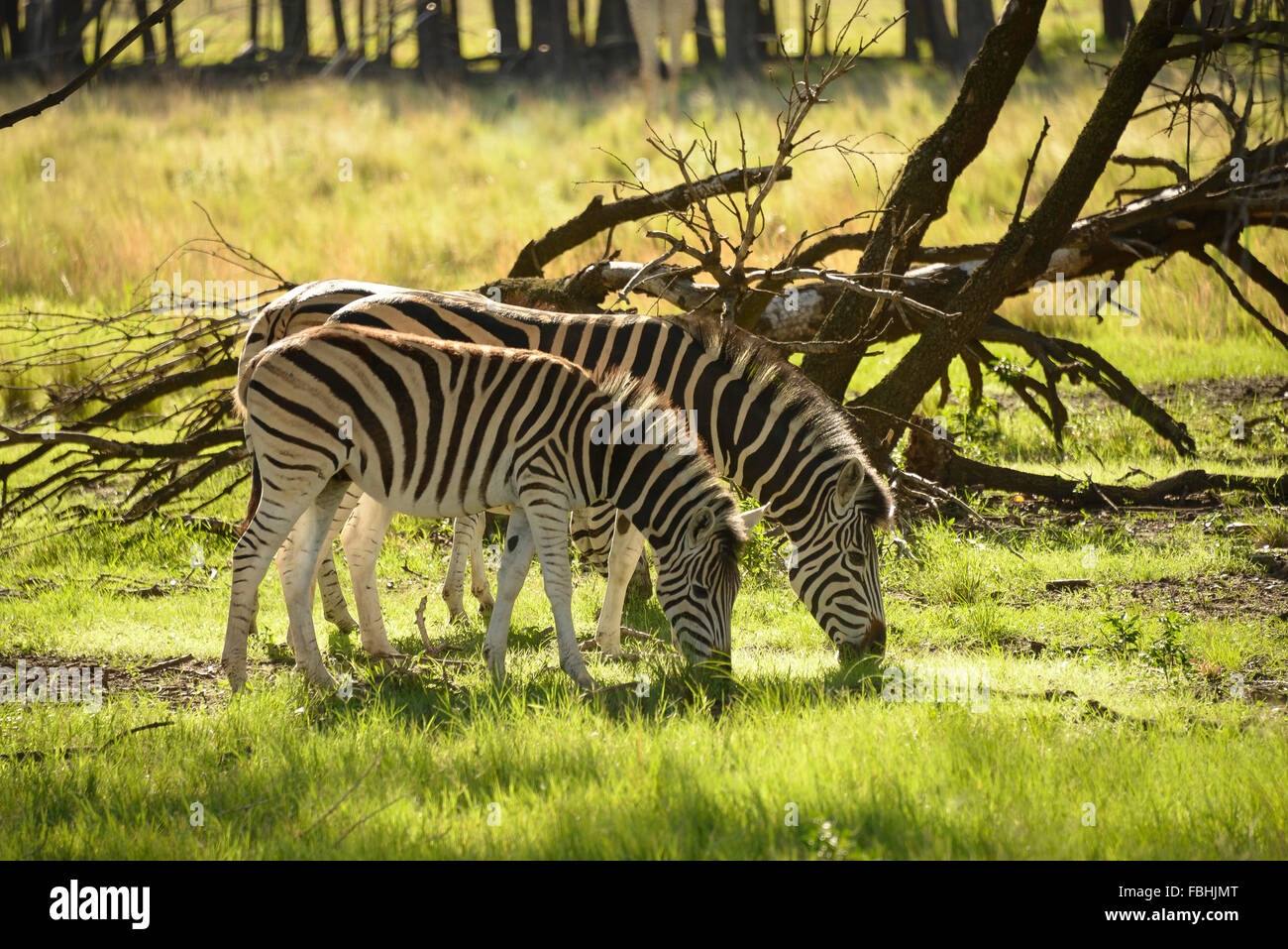 Zebre al mondo degli animali parco giochi, Emerald Resort & Casino, Vanderbijlpark, Emfuleni comune, Gauteng, Sud Africa Foto Stock