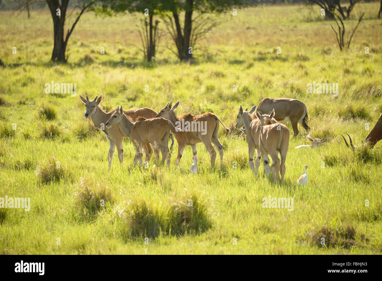 Giovani Gemsbok, Mondo Animale Game Park, Emerald Resort & Casino, Vanderbijlpark, Emfuleni comune, Gauteng, Sud Africa Foto Stock