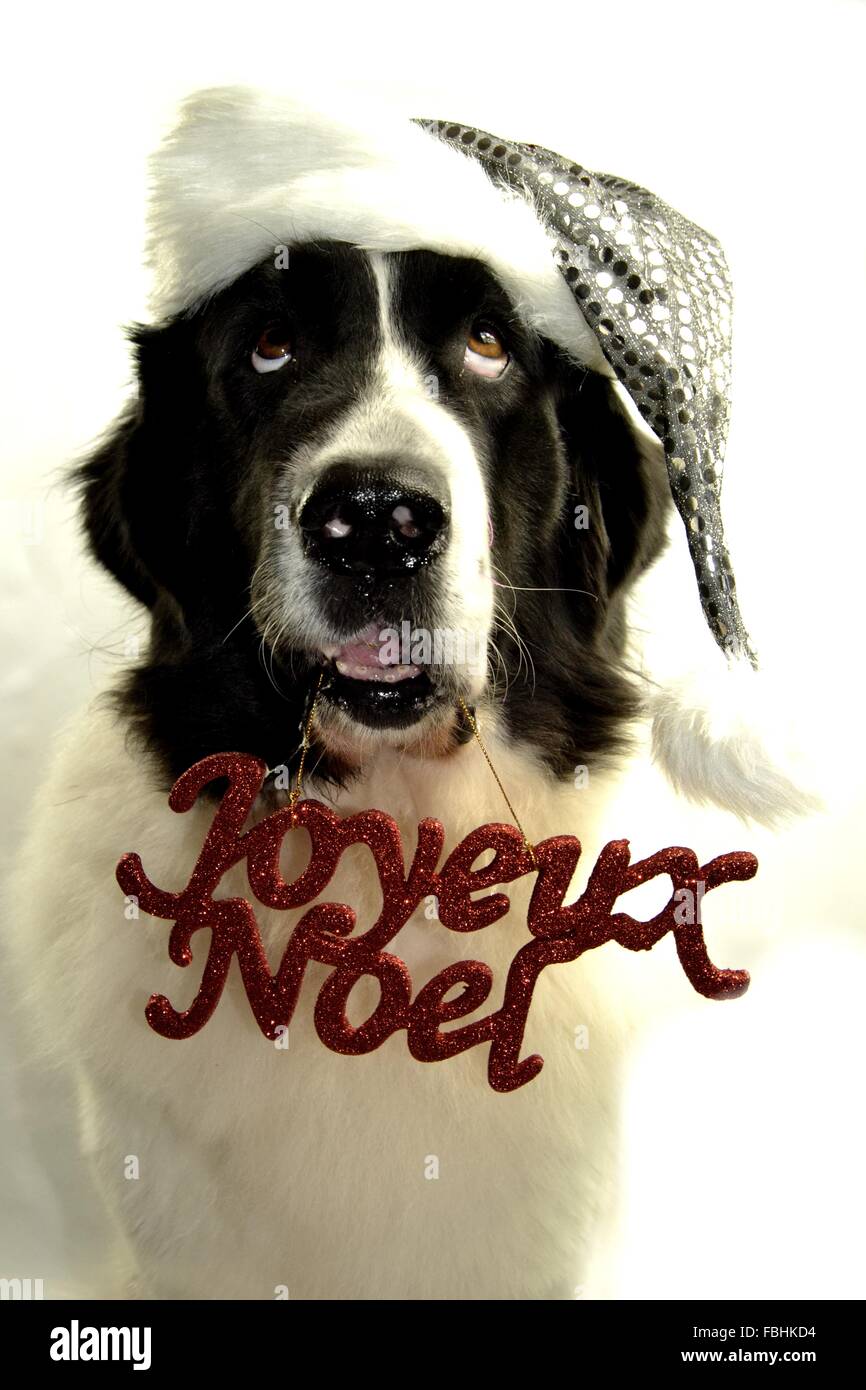 Landseer Landseer cane / cane Newfounland Pandas des Terres Rouges landseer ,landseer cane, chien landseer chiot Foto Stock
