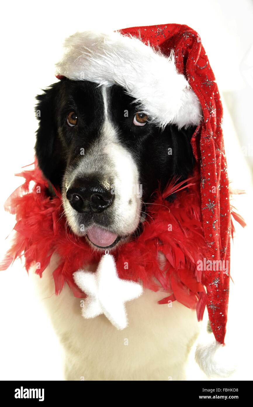 Landseer Landseer cane / cane Newfounland Pandas des Terres Rouges landseer ,landseer cane, chien landseer chiot Foto Stock