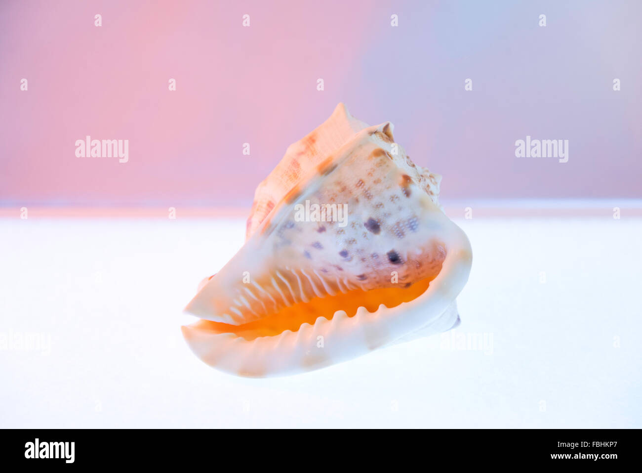 Piccolo tropical conch shell, Tamarind Cove, la parrocchia di Saint James, Barbados, Piccole Antille, dei Caraibi Foto Stock