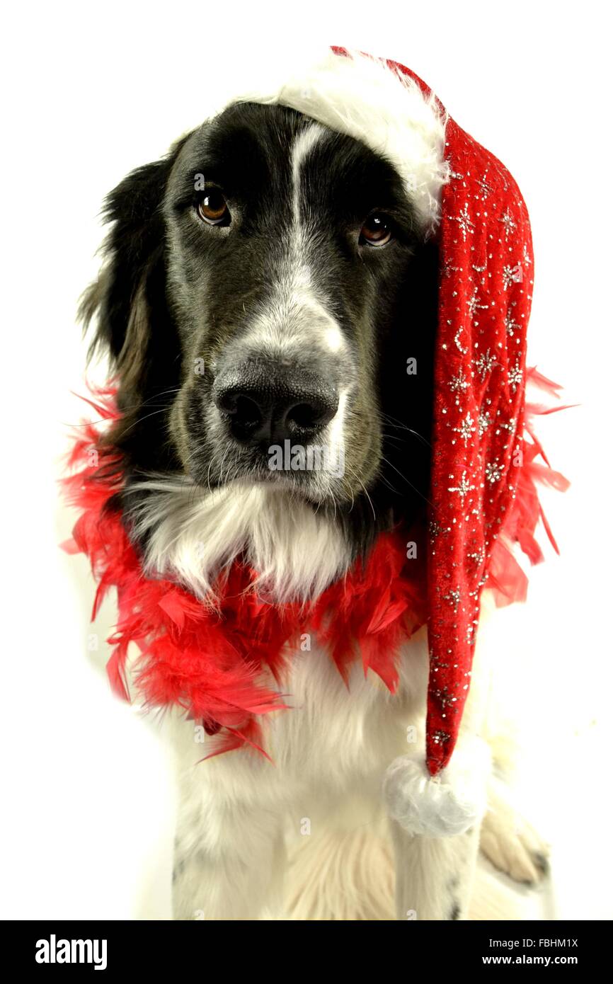 Landseer Landseer cane / cane Newfounland Pandas des Terres Rouges landseer ,landseer cane, chien landseer chiot Foto Stock
