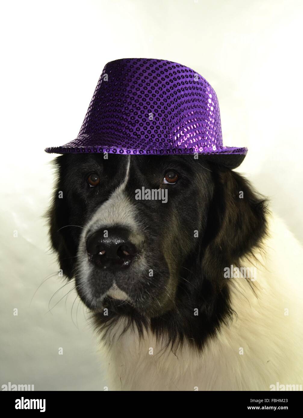 Landseer Landseer cane / cane Newfounland Pandas des Terres Rouges landseer ,landseer cane, chien landseer chiot Foto Stock