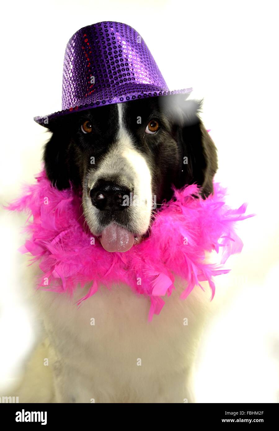 Landseer Landseer cane / cane Newfounland Pandas des Terres Rouges landseer ,landseer cane, chien landseer chiot Foto Stock