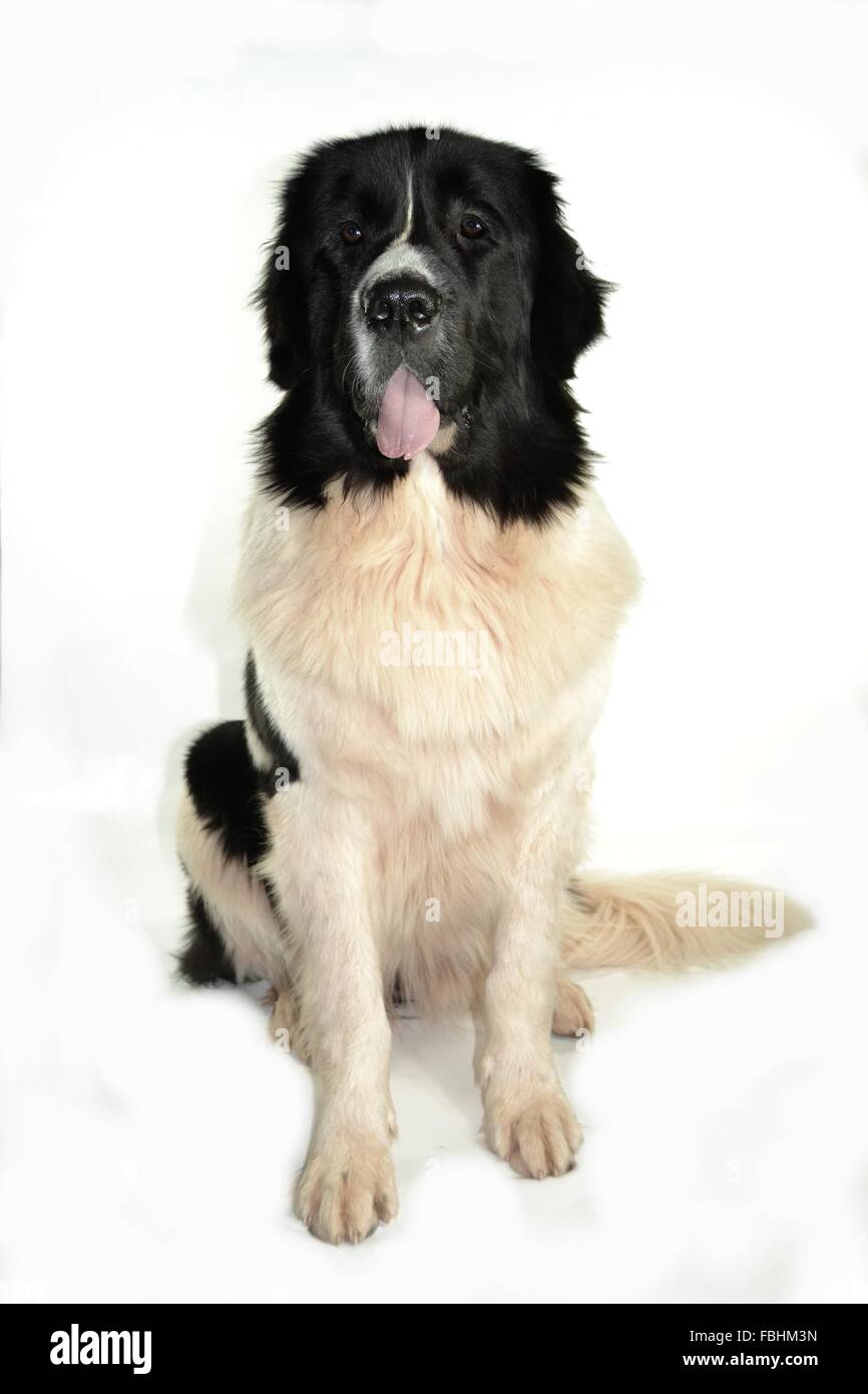Landseer Landseer cane / cane Newfounland Pandas des Terres Rouges landseer ,landseer cane, chien landseer chiot Foto Stock