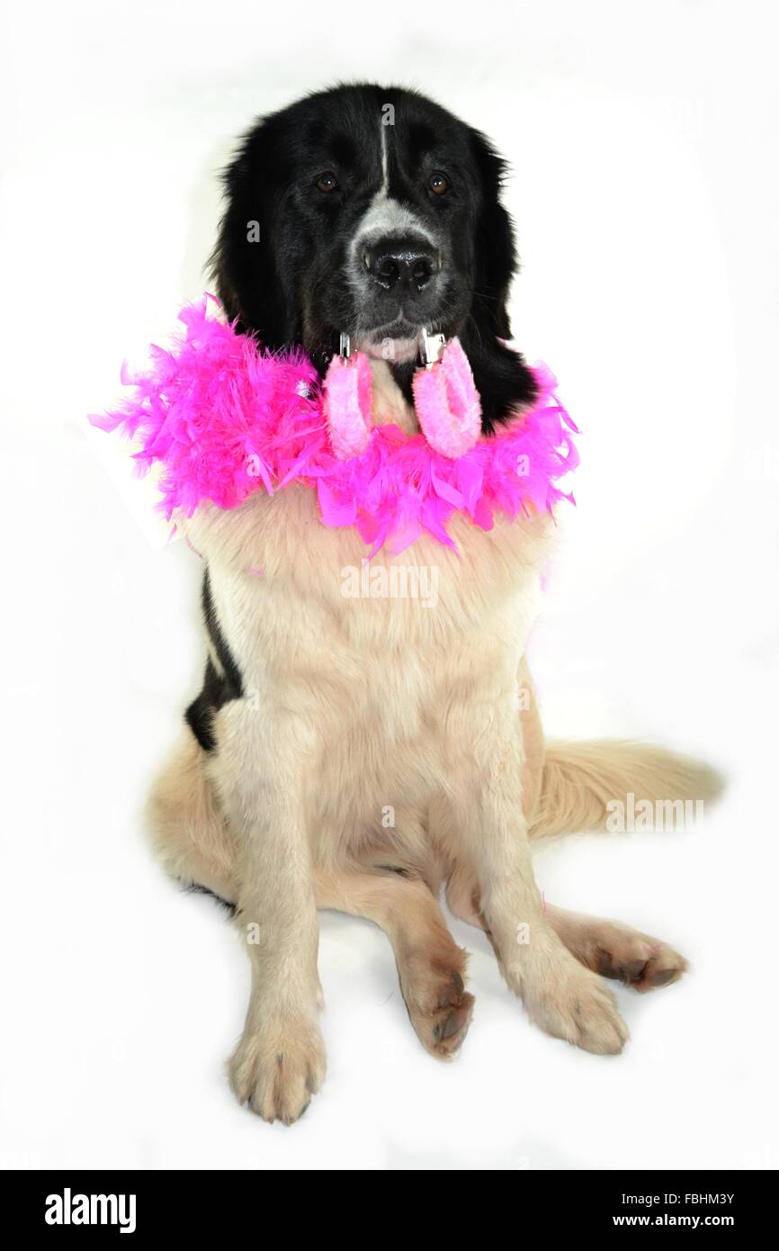 Landseer Landseer cane / cane Newfounland Pandas des Terres Rouges landseer ,landseer cane, chien landseer chiot Foto Stock