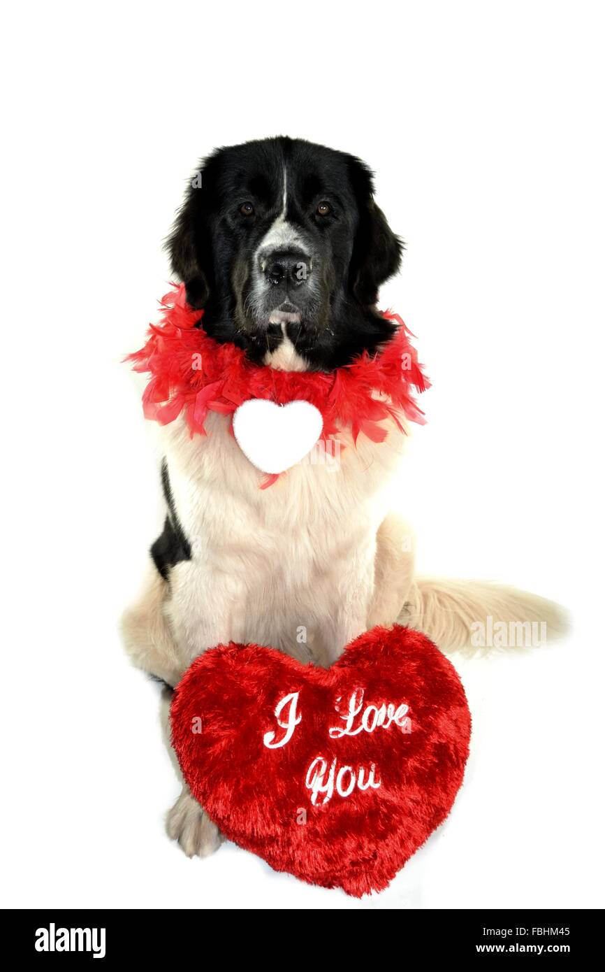 Landseer Landseer cane / cane Newfounland Pandas des Terres Rouges landseer ,landseer cane, chien landseer chiot Foto Stock