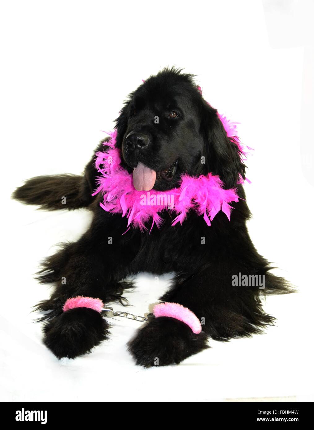 Landseer Landseer cane / cane Newfounland Pandas des Terres Rouges landseer ,landseer cane, chien landseer chiot Foto Stock
