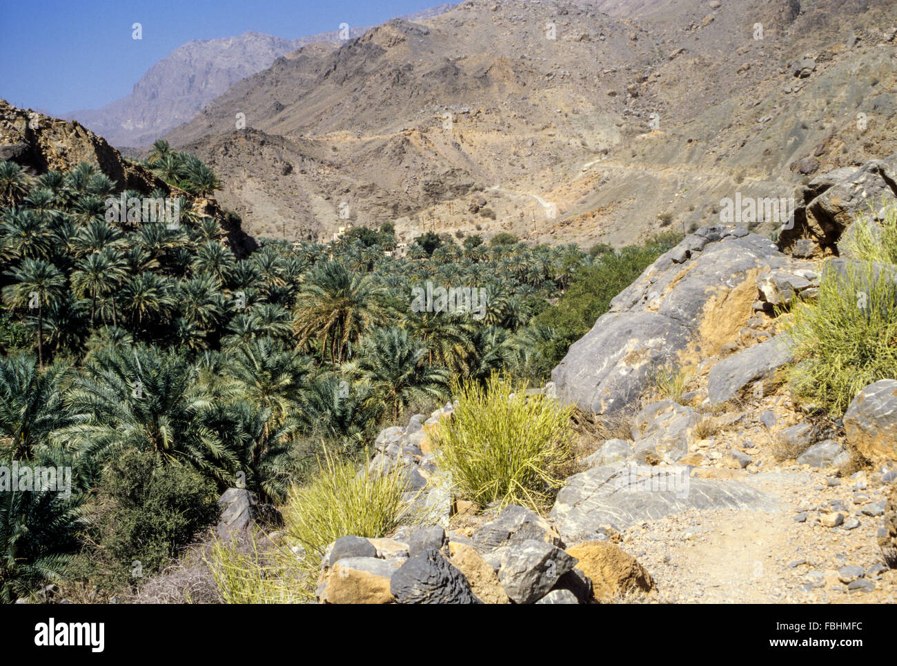 Wadi Bani Kharus, Oman. Guardando verso il basso sulle palme da dattero al di sopra del villaggio di al-Ulya. Foto Stock