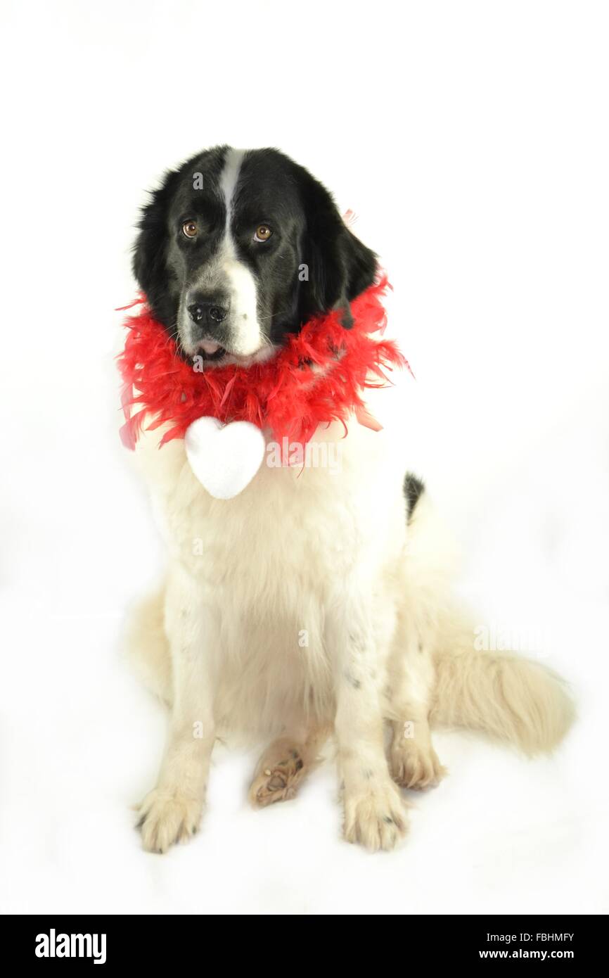 Landseer Landseer cane / cane Newfounland Pandas des Terres Rouges landseer ,landseer cane, chien landseer chiot Foto Stock