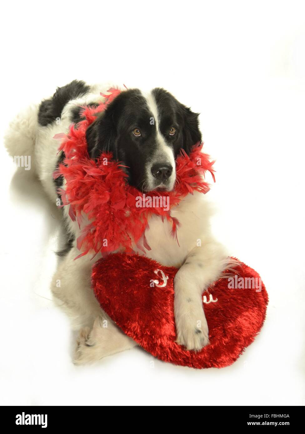 Landseer Landseer cane / cane Newfounland Pandas des Terres Rouges landseer ,landseer cane, chien landseer chiot Foto Stock