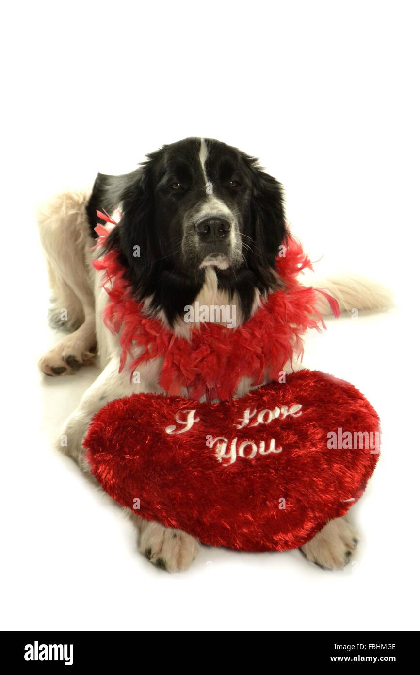 Landseer Landseer cane / cane Newfounland Pandas des Terres Rouges landseer ,landseer cane, chien landseer chiot Foto Stock