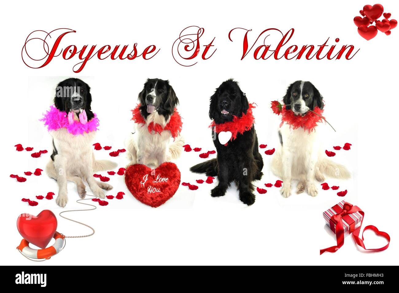 Landseer Landseer cane / cane Newfounland Pandas des Terres Rouges landseer ,landseer cane, chien landseer chiot Foto Stock