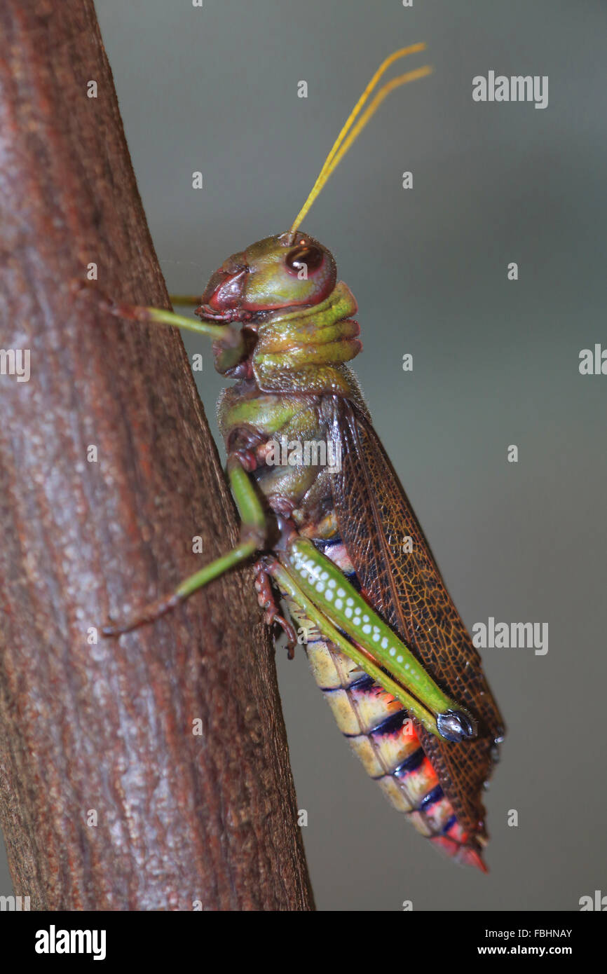Locusta migratoria Foto Stock