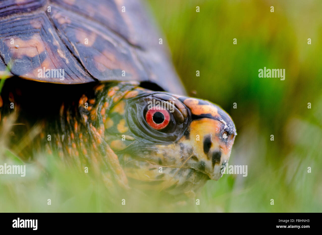 Primo piano di una scatola orientale Turtle Foto Stock