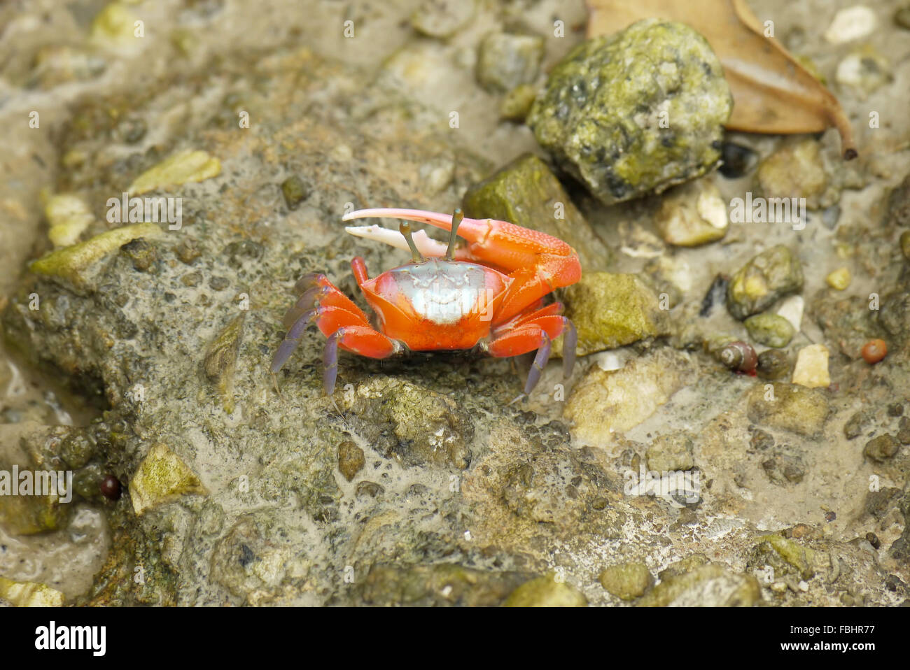 Ritratto di un arancione Fiddler Crab Foto Stock