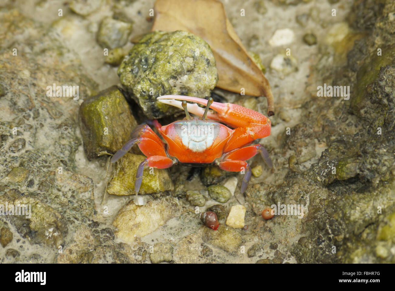 Ritratto di un arancione Fiddler Crab Foto Stock