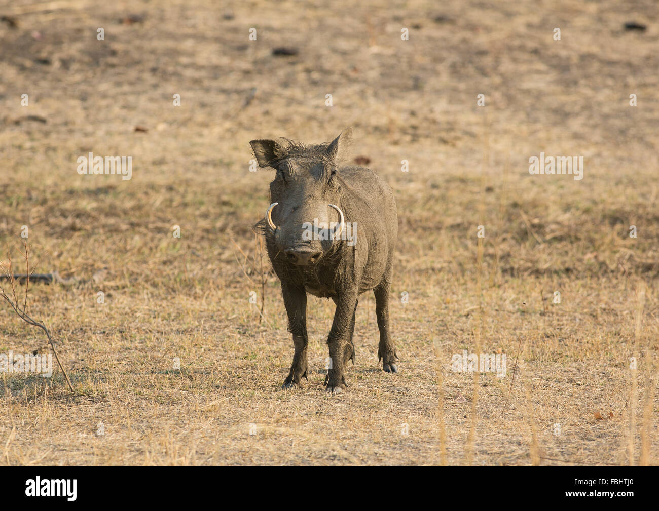 Un comune warthog (Phacochoerus africanus) in piedi nella prateria aperta, Sud Luangwa, Zambia Foto Stock