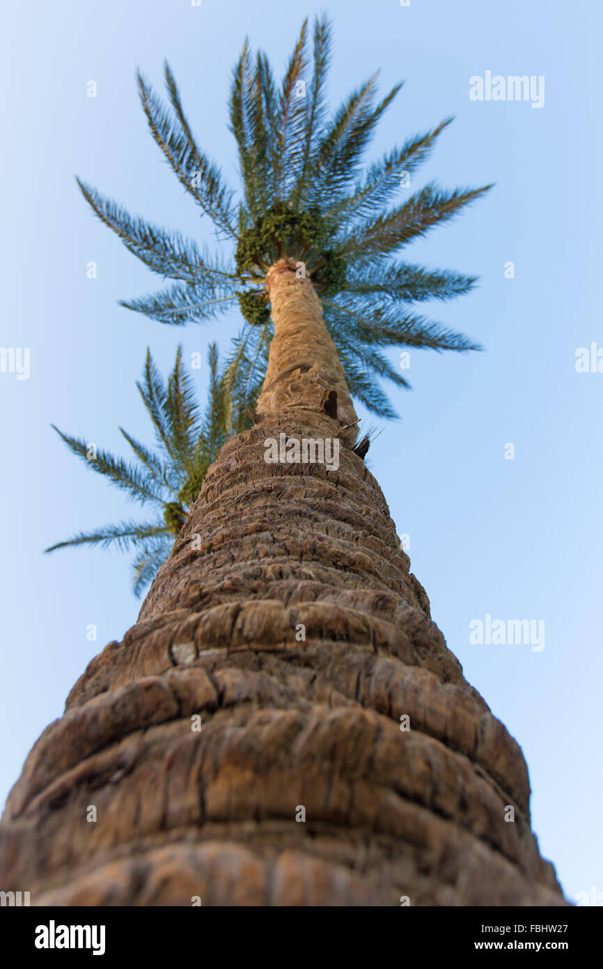 Alberi di Palma contro il cielo blu, girato da sotto Foto Stock