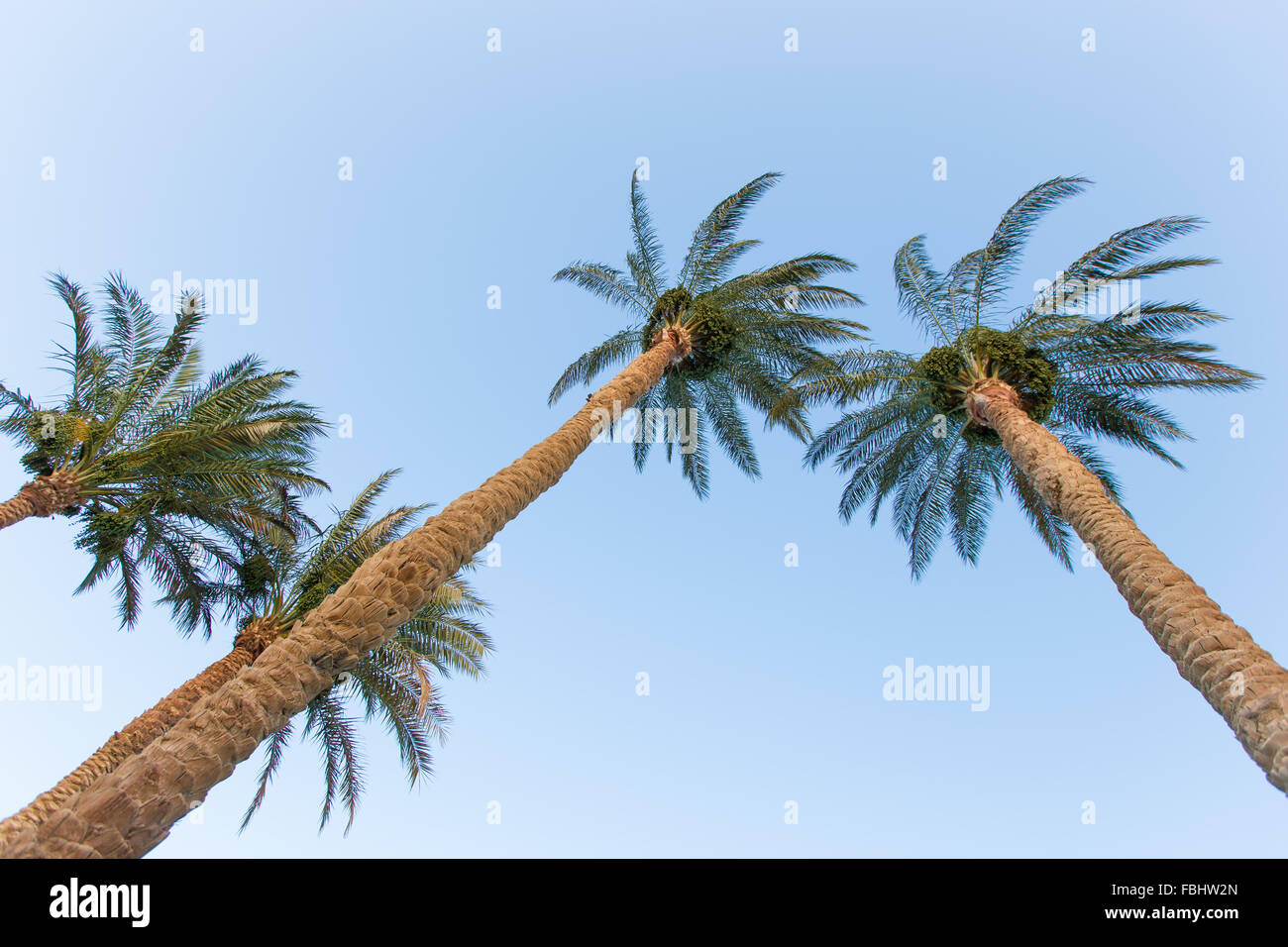 Alberi di Palma contro il cielo blu, girato da sotto Foto Stock