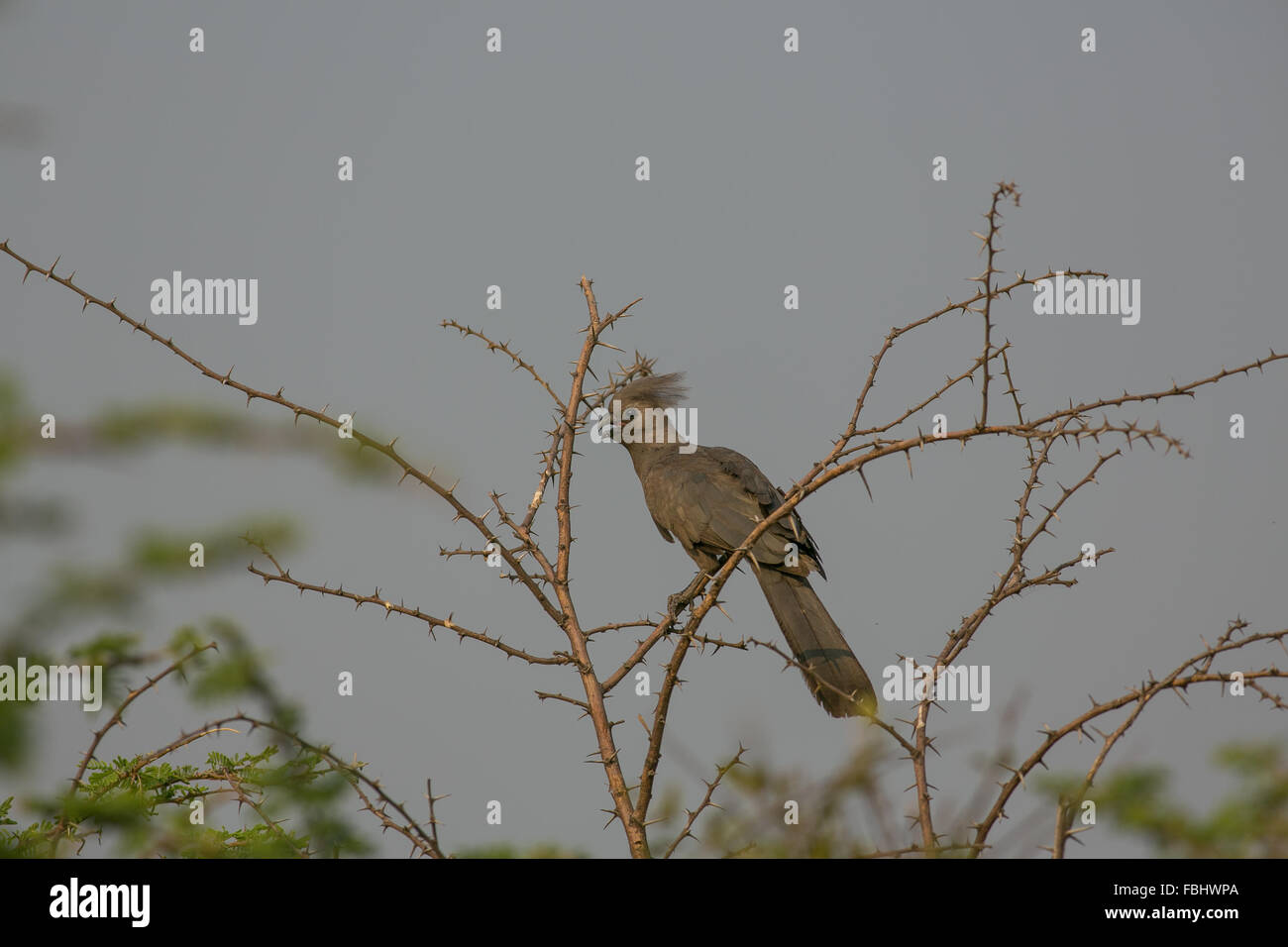 Un Go-away-bird (Corythaixoides) arroccato in una struttura ad albero spinoso, Okavango Delta, Botswana, Africa Foto Stock