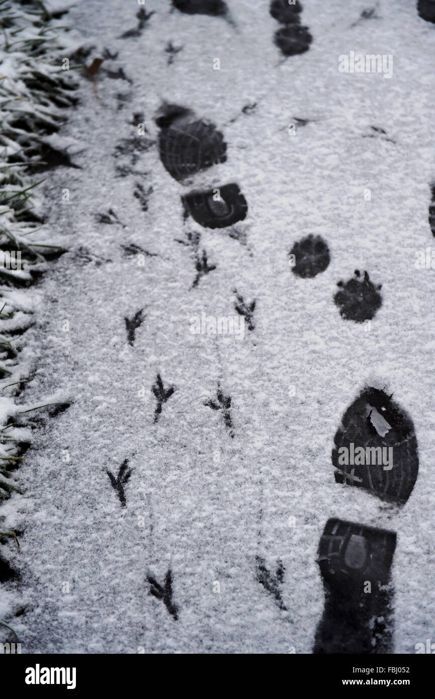 Brighton SUSSEX REGNO UNITO 17 Gennaio 2016 - Diverse Orme nella neve in Brighton questa mattina come una banda a freddo del meteo si diffonde in tutta la Gran Bretagna meridionale oggi . Credito: Simon Dack/Alamy Live News Foto Stock