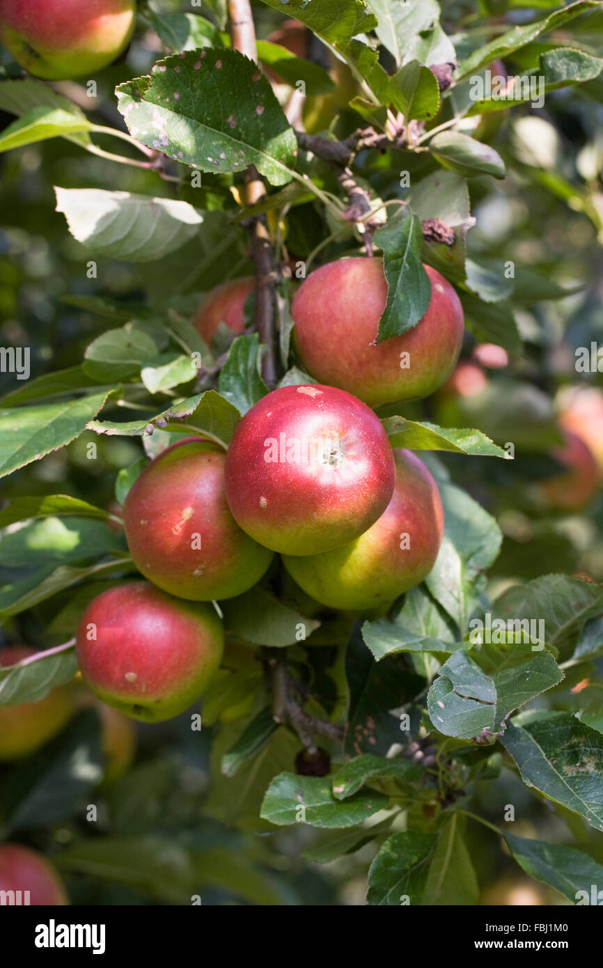 Malus domestica. Le mele su un albero in un inglese un frutteto. Foto Stock