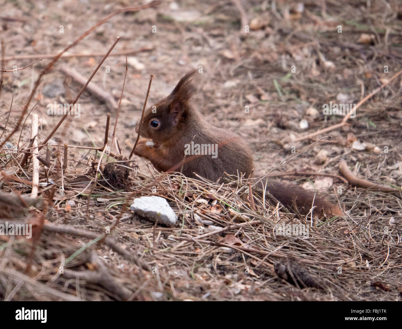 Gli scoiattoli rossi a Freshfield Formby Merseyside. Foto Stock