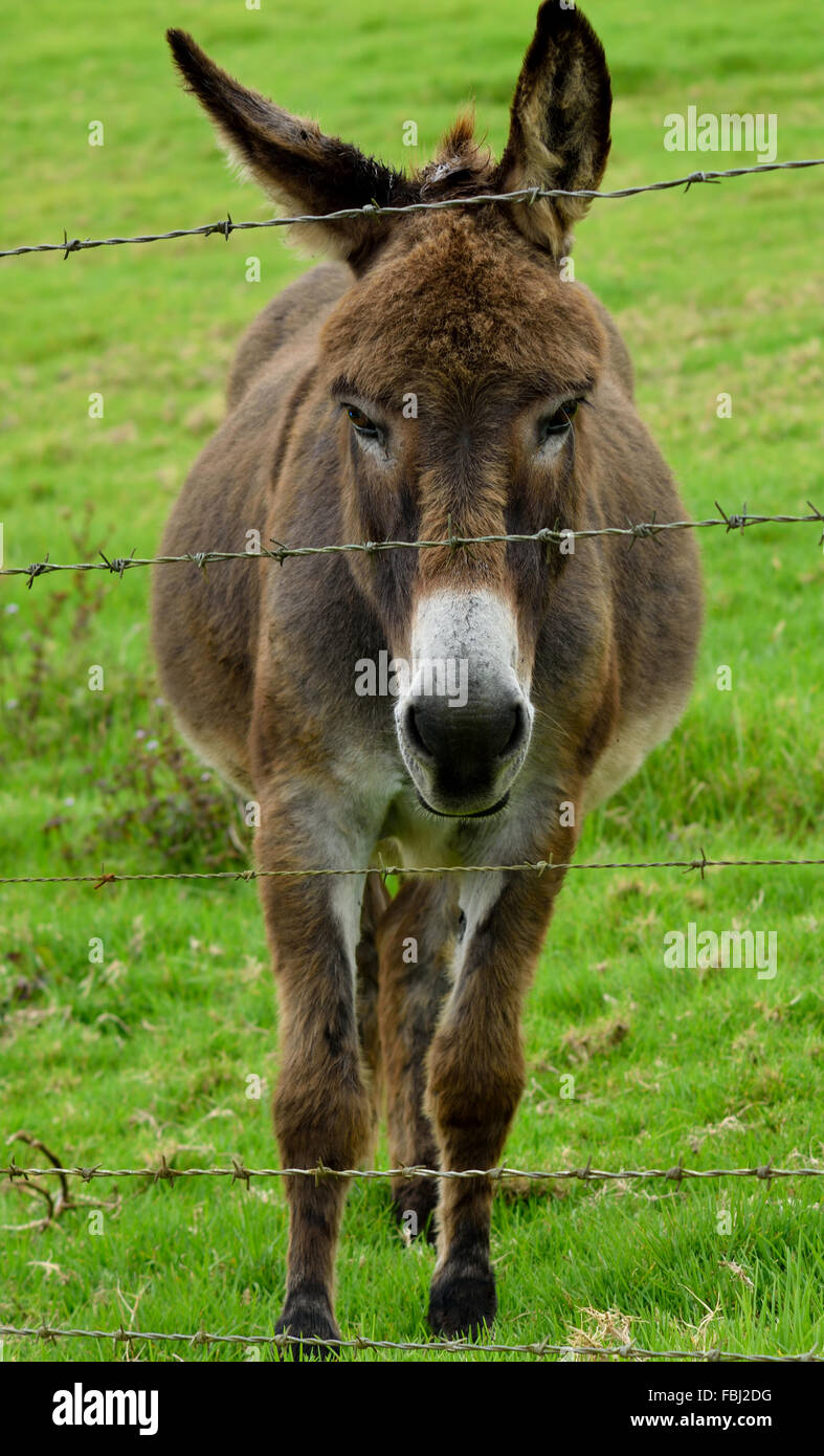 Asino Foto Stock