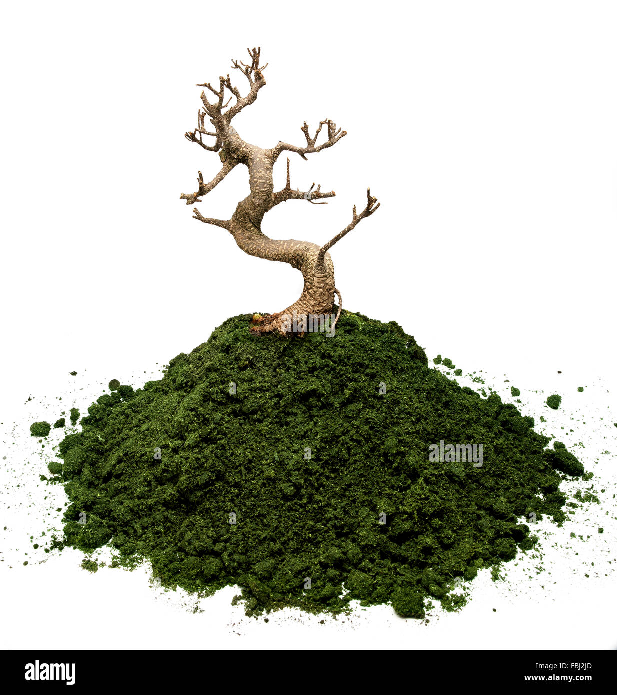 Asciugare albero di bonsai in un seminterrato moss Foto Stock
