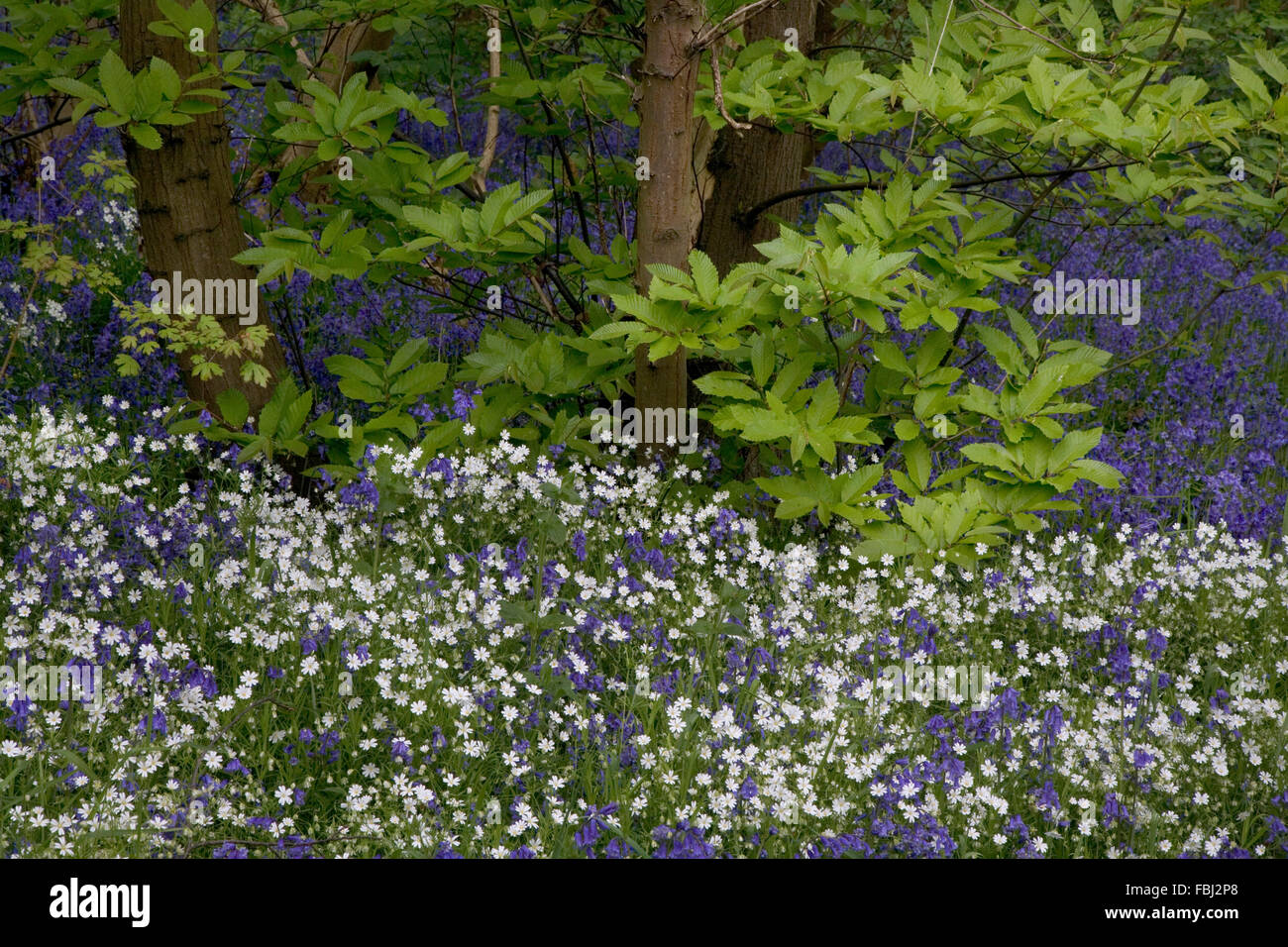 Maggiore Stitchwort(Stellaria holostea) e Bluebells (Endimione non scriptus),in Misto bosco di latifoglie, in piccoli Essex legno, n Foto Stock