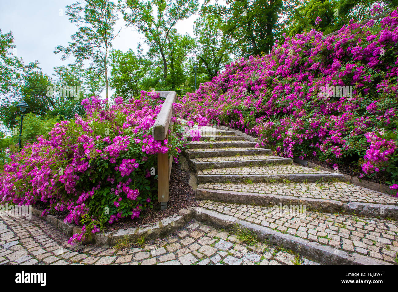 Il turismo e le visite turistiche, pittoresca scala coperta in fiorente cespugli di fiori cremisi alla collina di Petřín, Praga Foto Stock