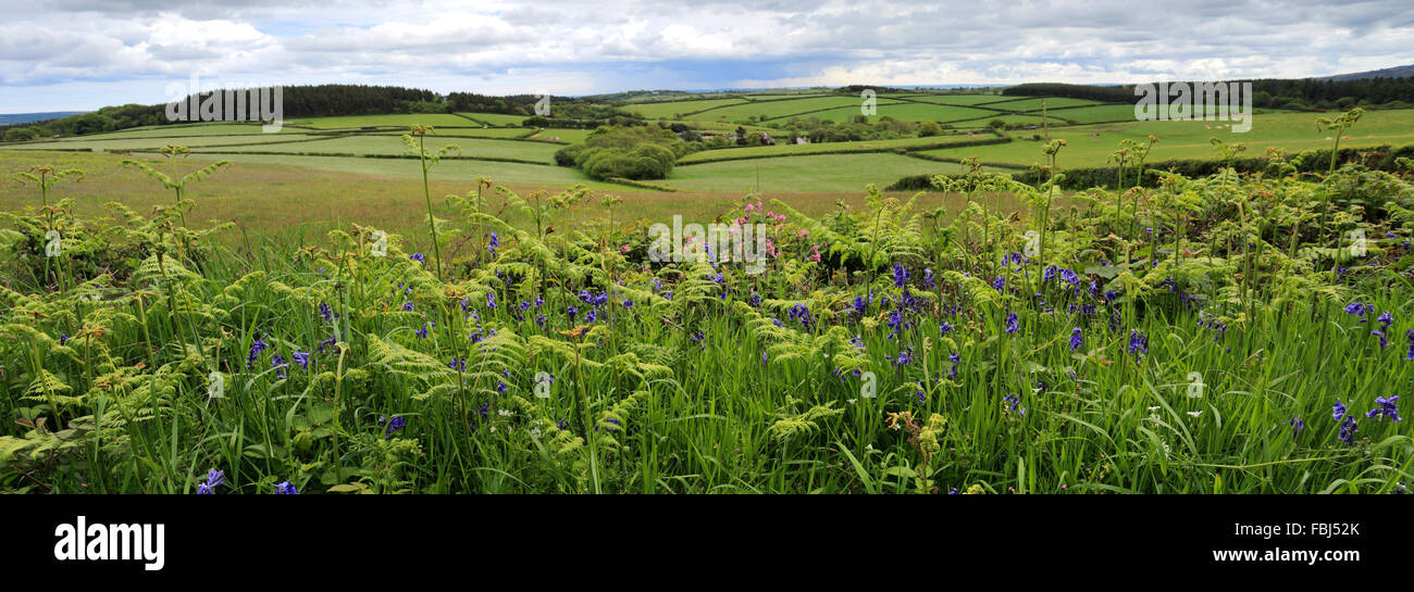 Estate, fiume Teign Valley vicino a villaggio Teign, Teignbridge distretto, Parco Nazionale di Dartmoor, della Contea di Devon, Inghilterra, Regno Unito Foto Stock