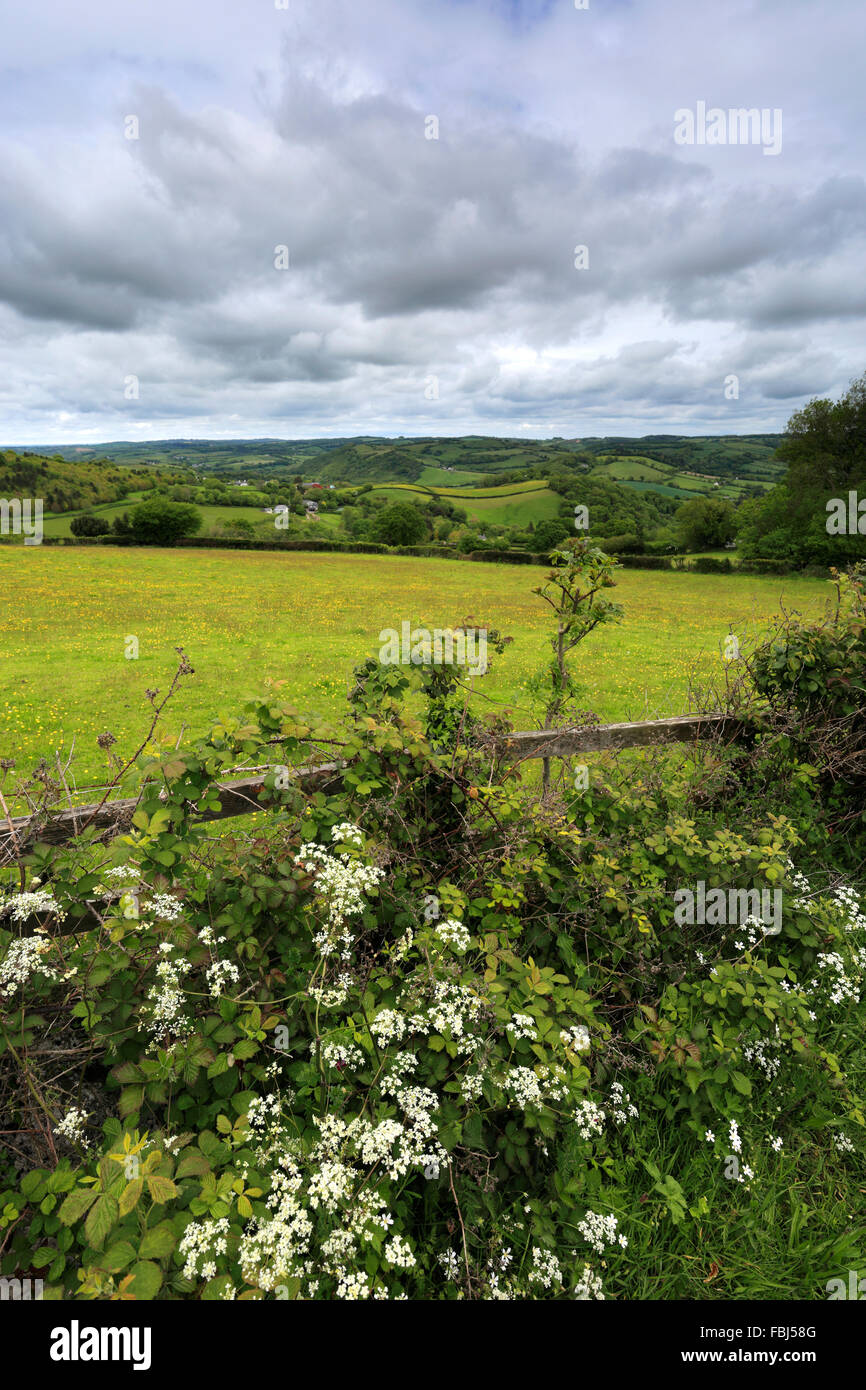 Estate, fiume Teign Valley vicino a basso Ashton village, Teignbridge distretto, Parco Nazionale di Dartmoor, della Contea di Devon, Inghilterra, Regno Unito Foto Stock