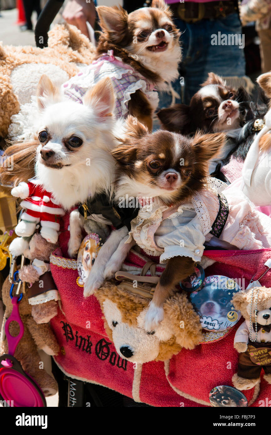 Giappone, Himeji. Japan Mania di un bambino passeggino con facce decorate con morbido peluche giocattoli nella sedia di diverse "coccolati" cani, vestiti alla moda. Foto Stock