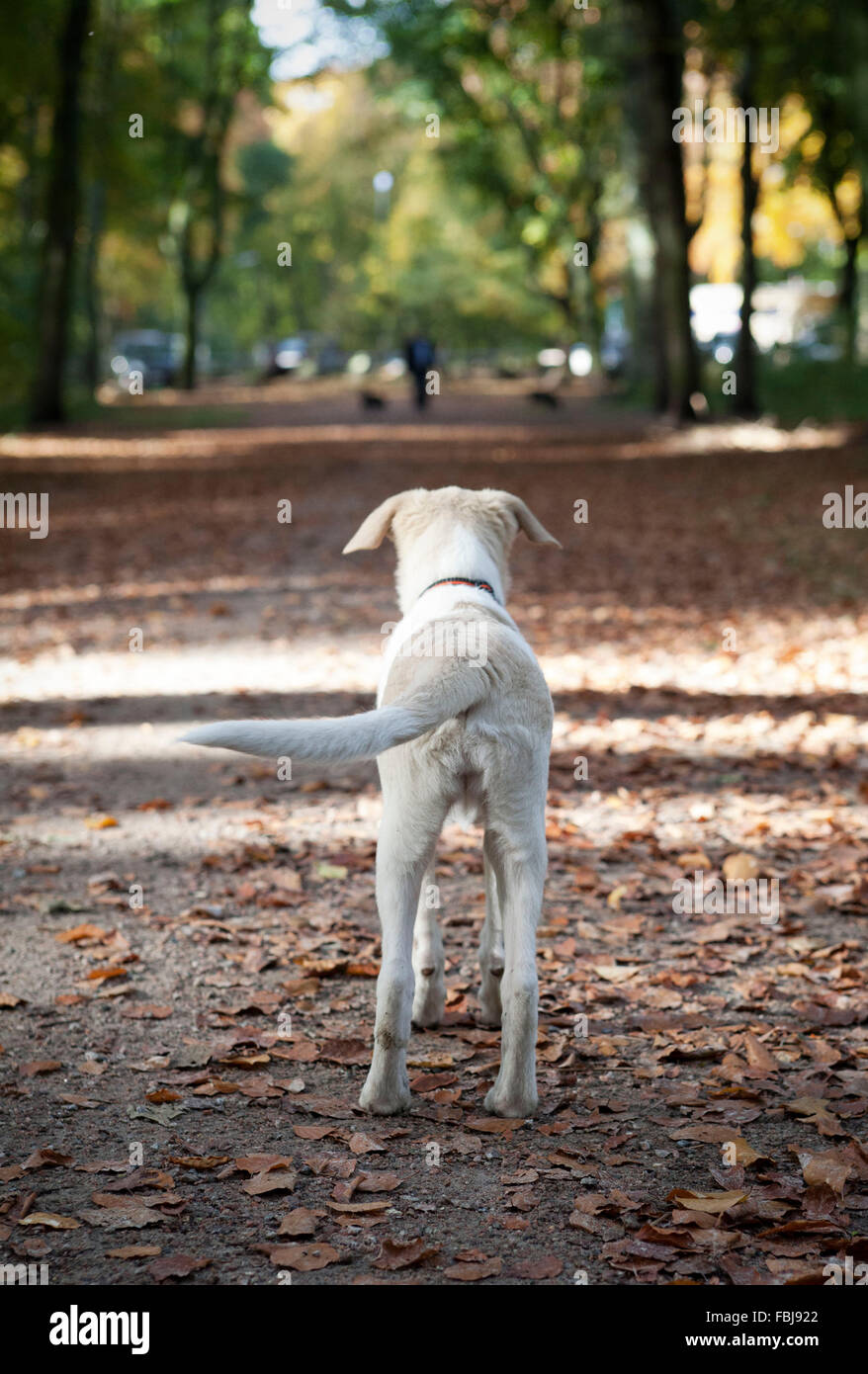 Young white-beige cane mantenendo watch Foto Stock