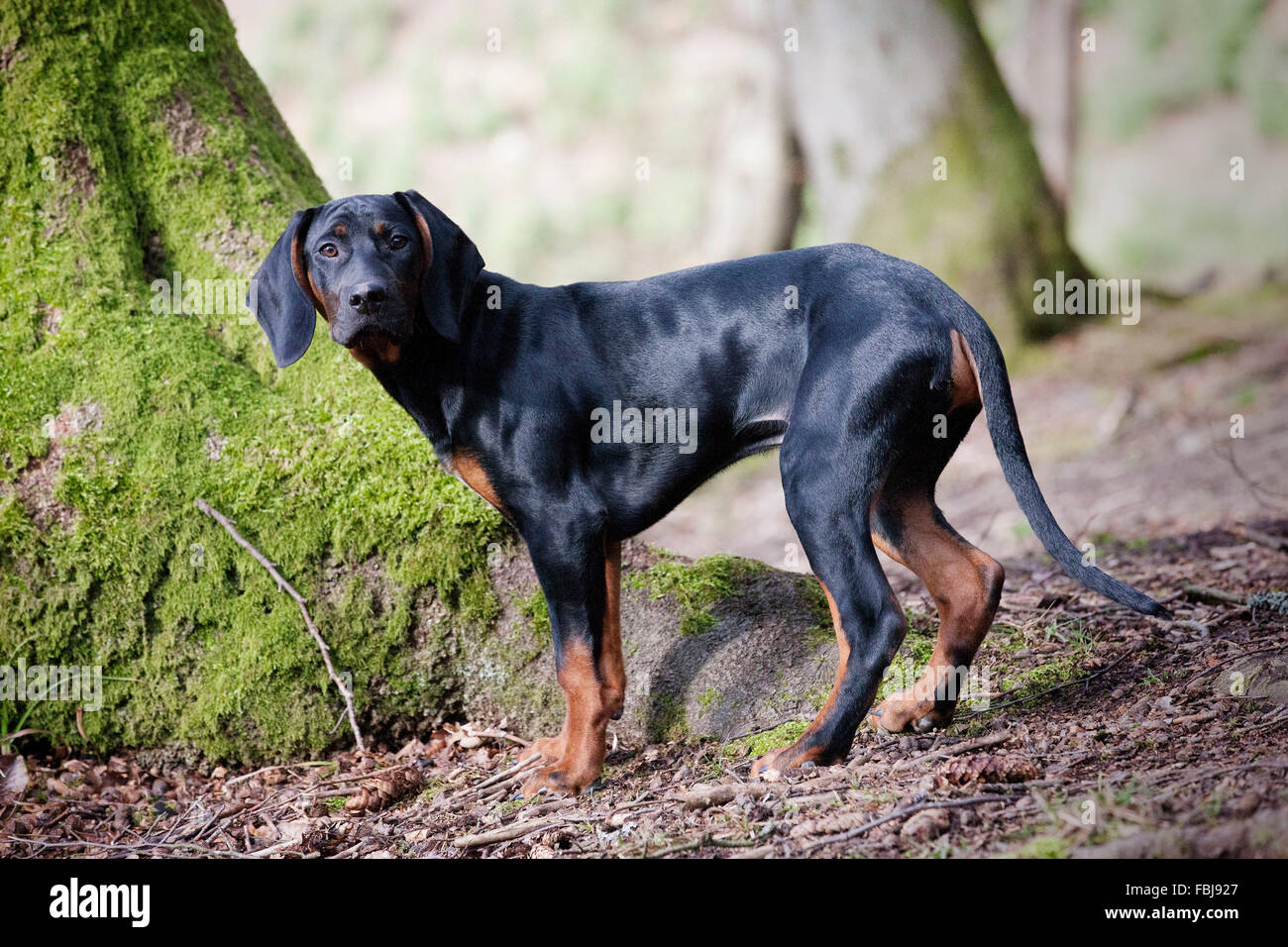 Cucciolo nero nella foresta guardando nella telecamera Foto Stock