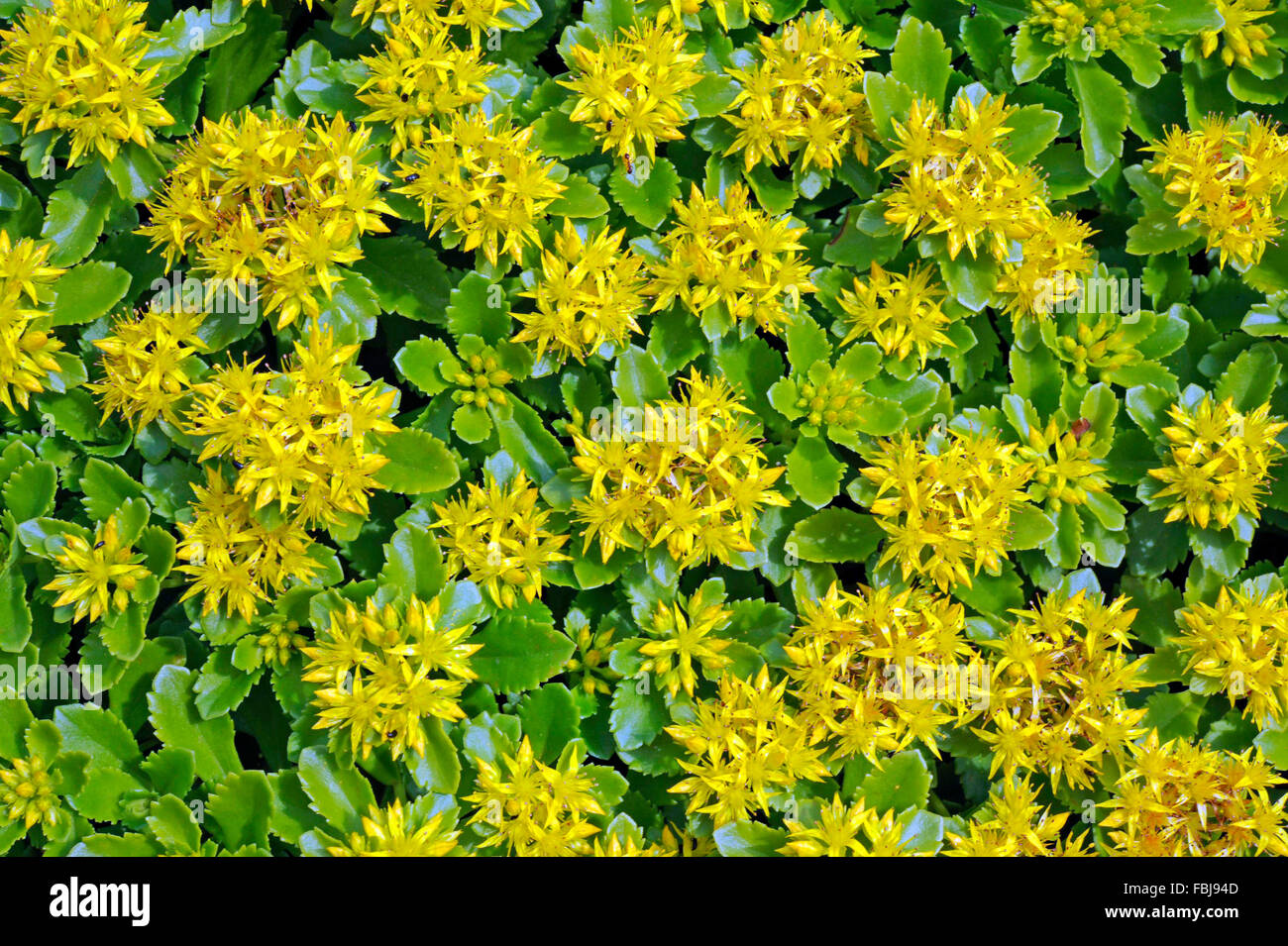 Stonecrop ibrido, Sedum hybridum, fiori di giallo, pianta coltivata, Foto Stock