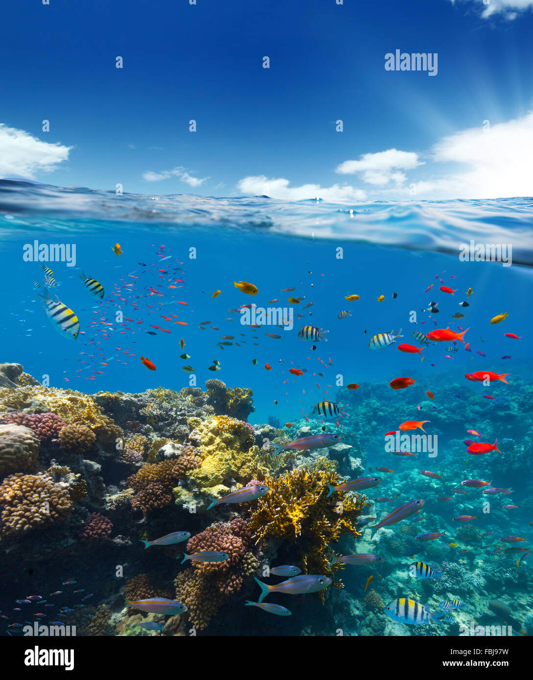 Underwater Coral reef con trend con orizzonte di riferimento e la superficie dell'acqua diviso dalla linea di galleggiamento Foto Stock