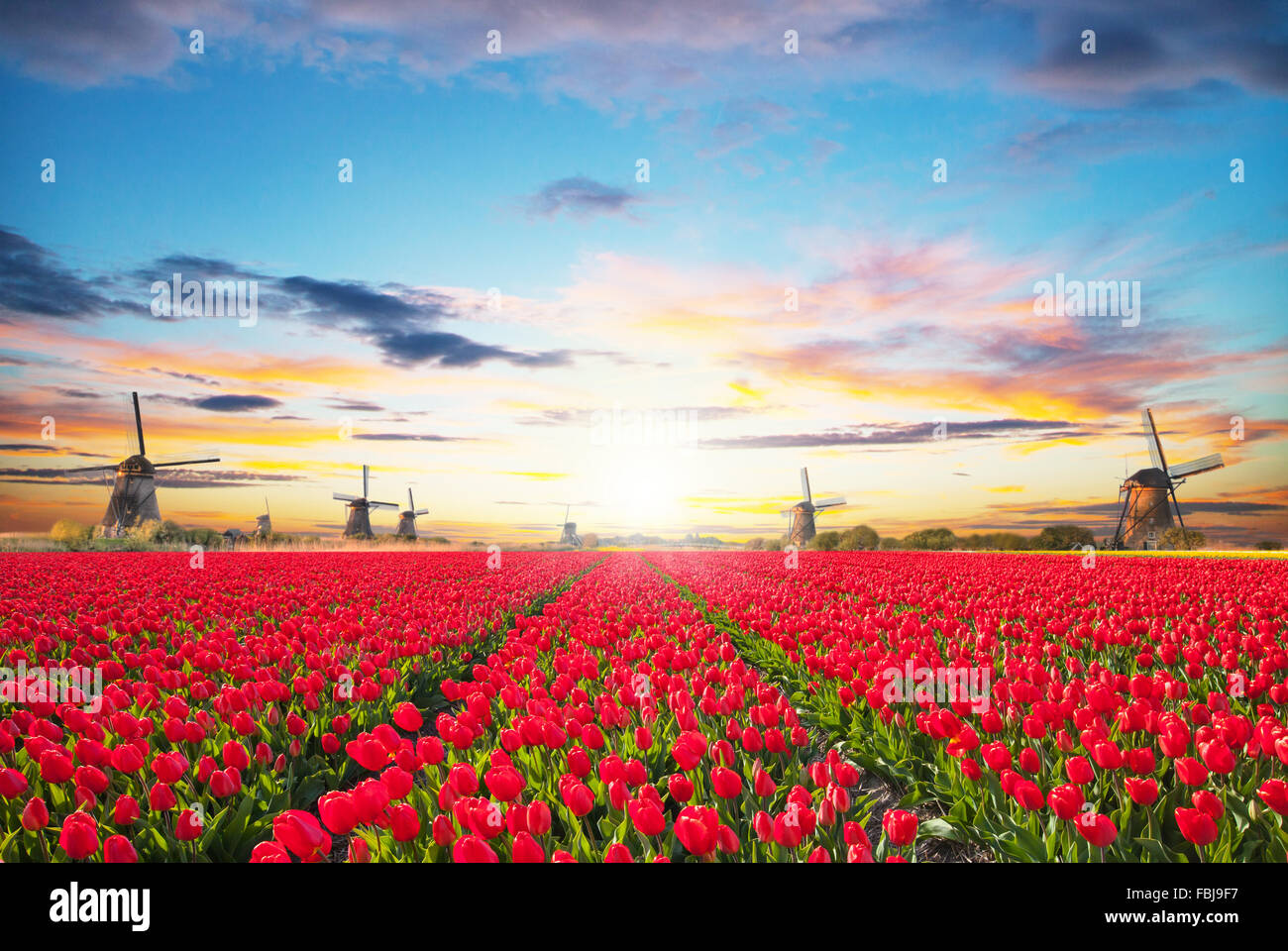 Vivace campo di tulipani con mulino a vento olandese Foto Stock