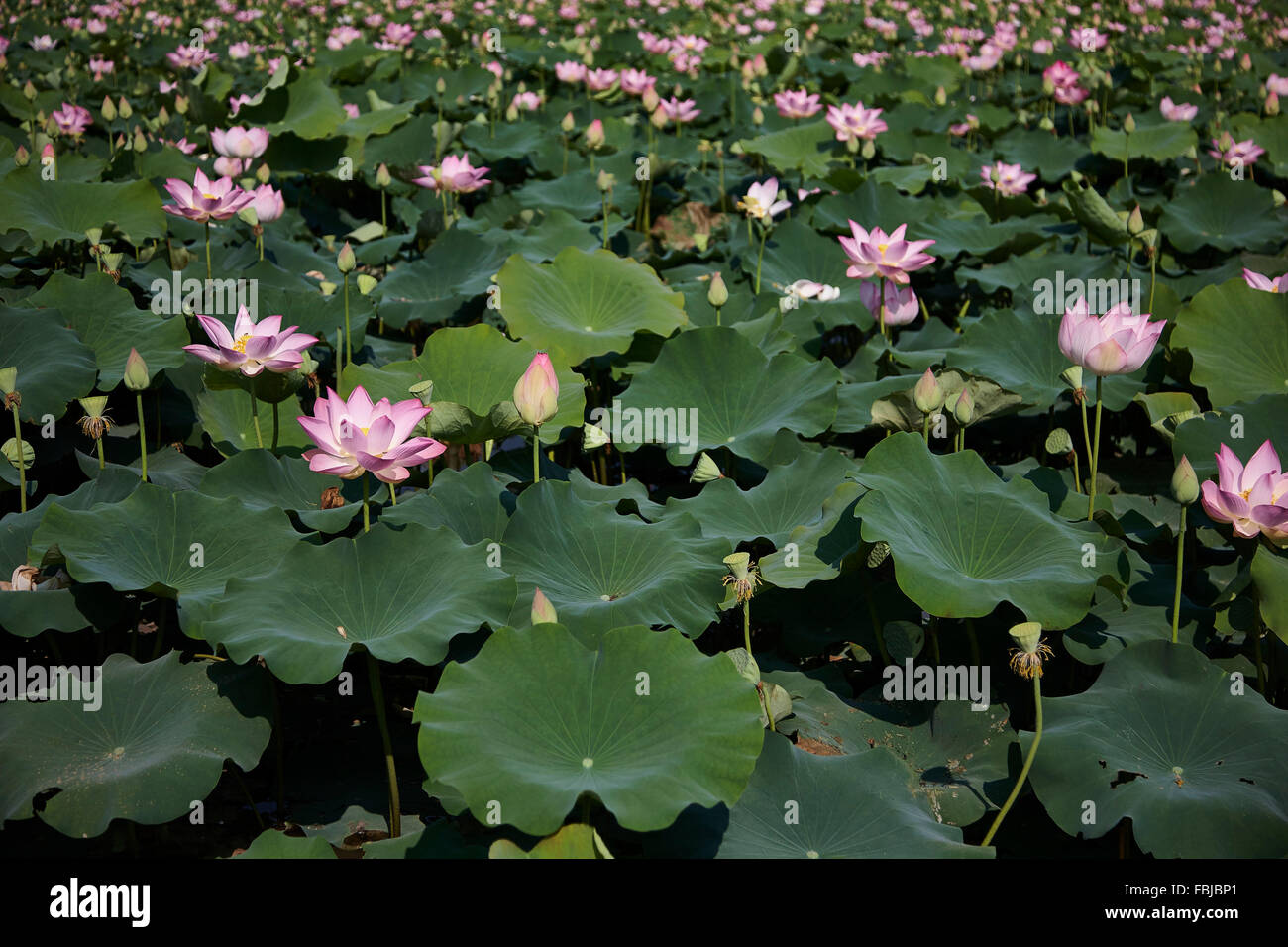 Fiore di loto campo in Cambogia Foto Stock