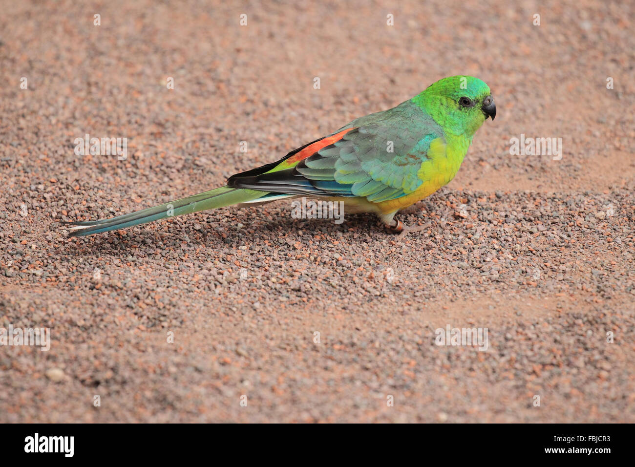 Rosso-rumped parrot, Psephotus haematonotus Foto Stock