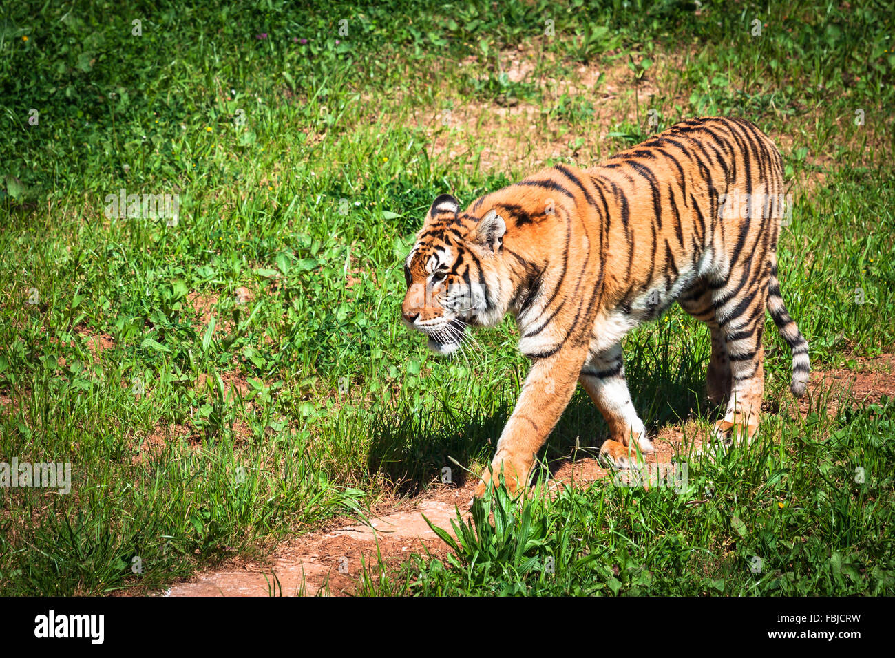 Tigri Amur su un geass nel giorno di estate Foto Stock