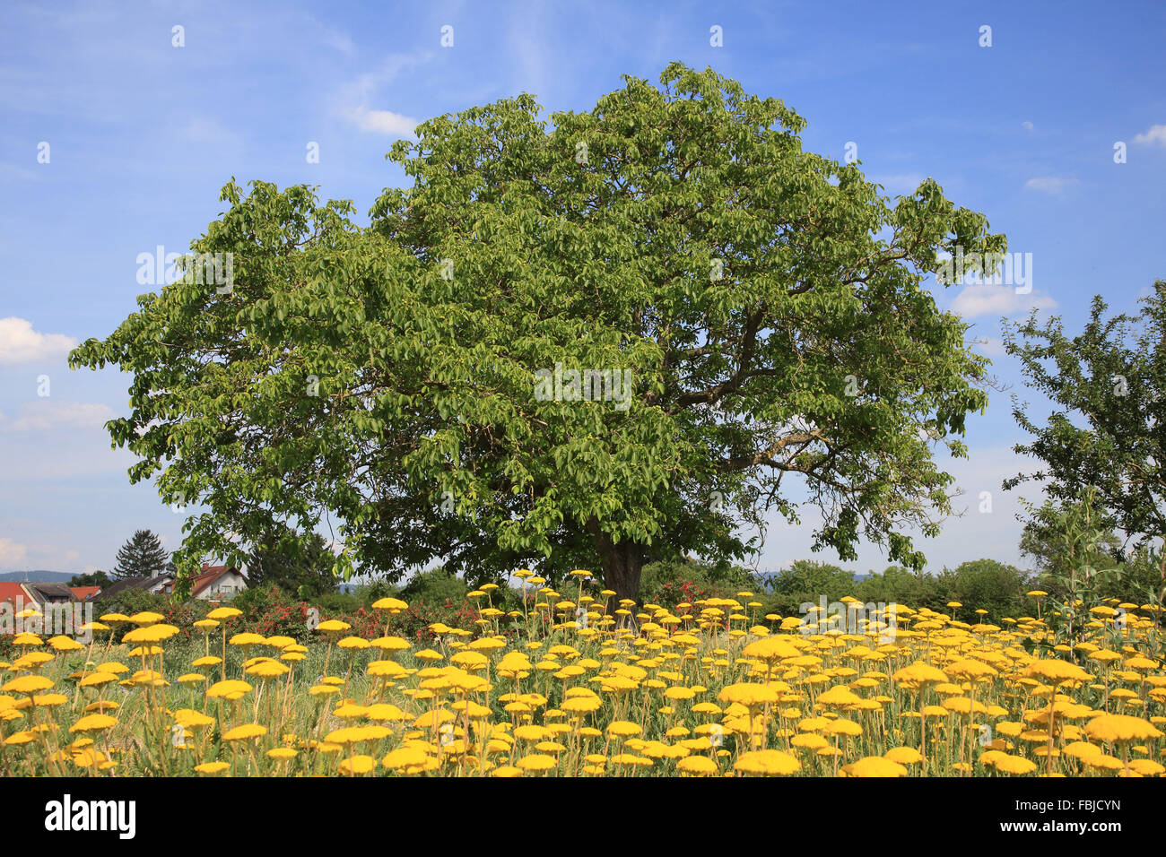 Albero di noce, Juglans regia Foto Stock