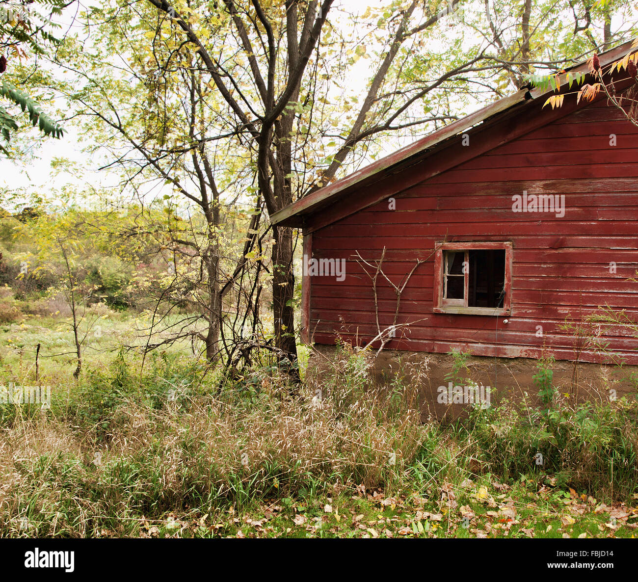 Stalla diroccata con overgrowth Foto Stock