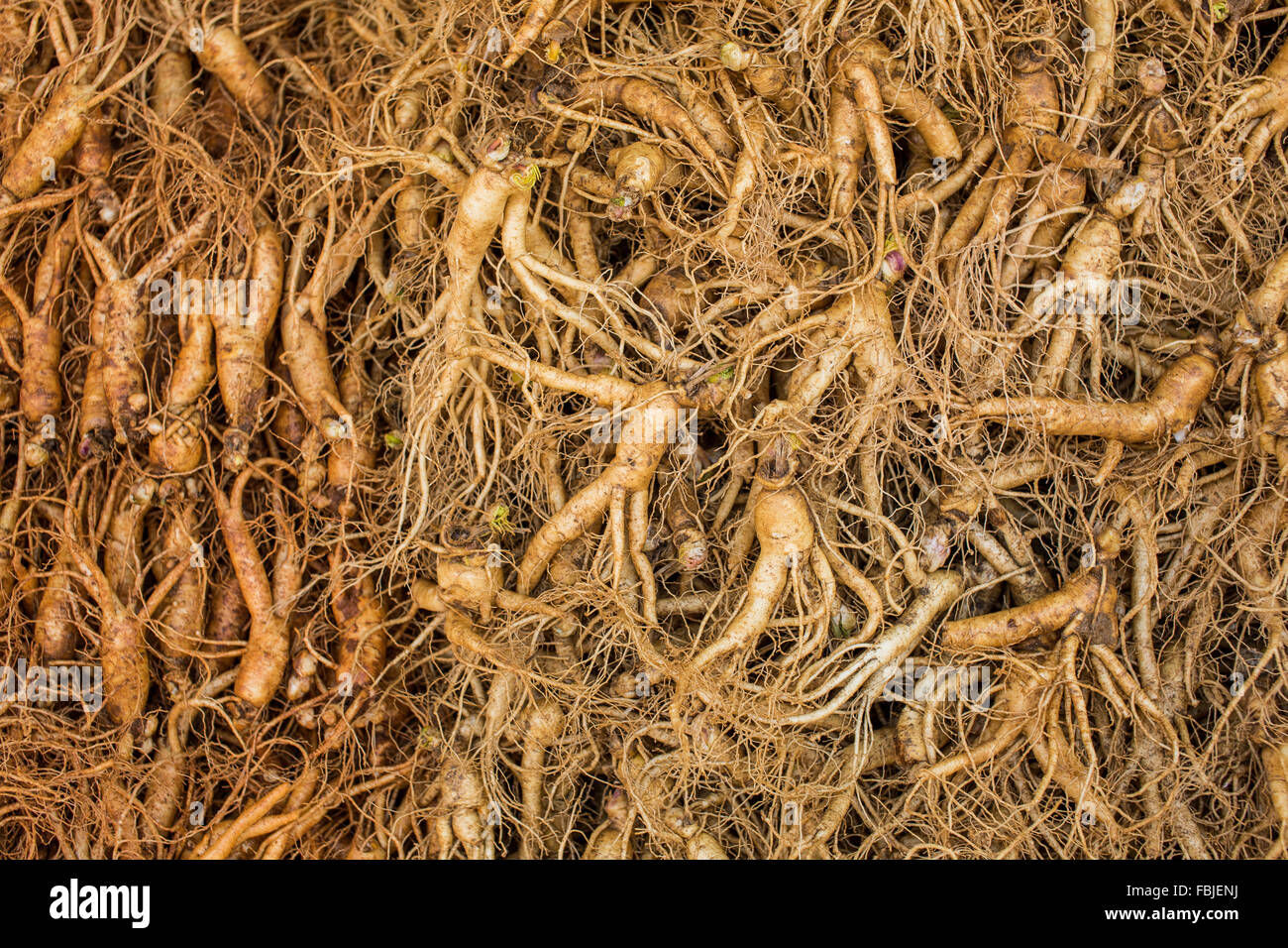 Il ginseng fresco in Corea del Sud Foto Stock