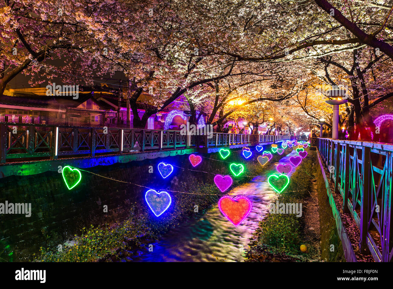 Di notte fiori ciliegio in Busan, Corea del Sud. Foto Stock