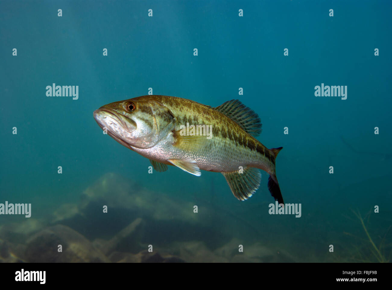 L'iconico Largemouth Bass Foto Stock