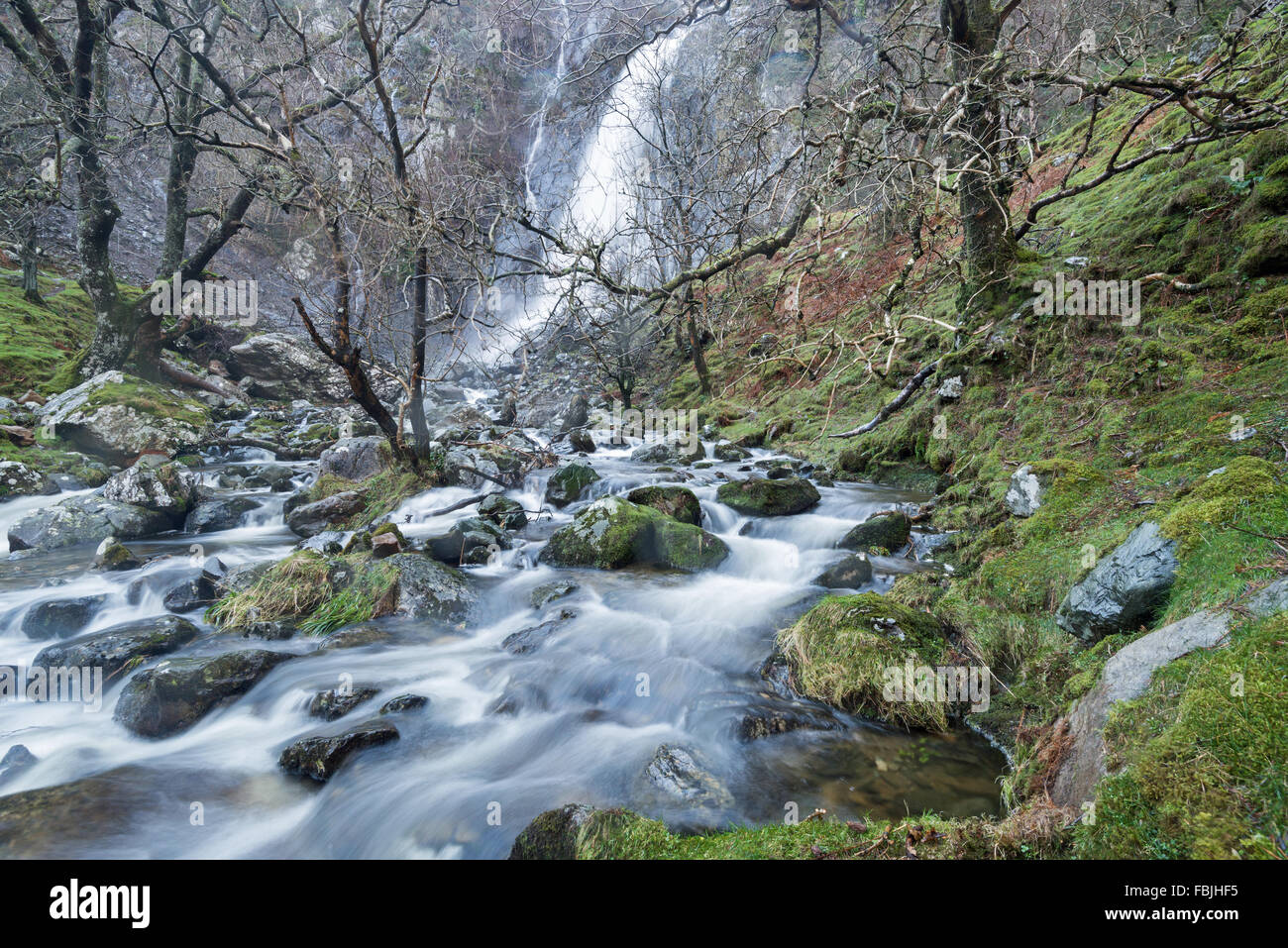 Aber Falls, Parco Nazionale di Snowdonia Galles dopo una pioggia pesante. Una popolare attrazione turistica le cascate sono 120ft (37m) alta. Foto Stock